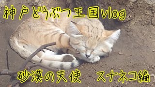 【砂漠の天使スナネコ】可愛すぎるんだが…