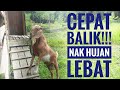 Kambing 05 - Cara aku panggil kambing masuk kandang