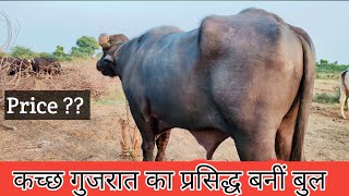 कच्छ गुजरात का प्रसिद्ध बनीं बुल ।। इस बुल की Calf बहोत ही अच्छी आती है।। Aai Krupa Dery Farm.