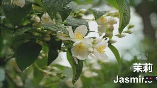 Alqvimia Jasmine Essential Oil 茉莉精油