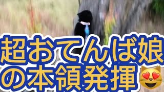 【お散歩猫】超おてんば娘のこっちゃん！木登りしてお喋りします！