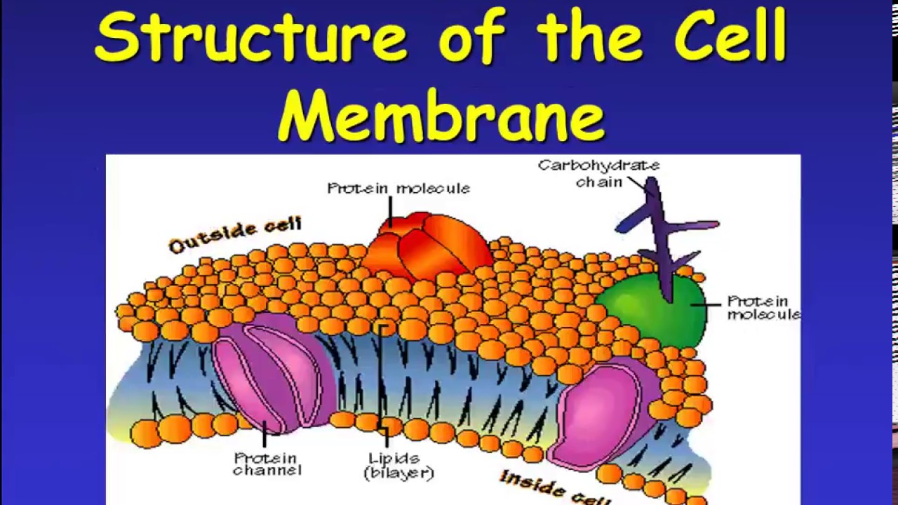Cell Membrane Function Ency123