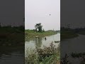 নদীতে মাছ ধরা ও দাম। নদী মাছ মাছধরা