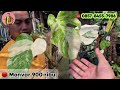 review tanaman aroid varigata di jakarta⁉️ monstera day berhamburan monstera cantik