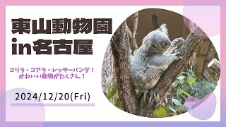 東山動物園in名古屋 ゴリラ・コアラ・レッサーパンダ！かわいい動物がたくさん！