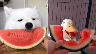 可愛小動物吃播🔥第一次吃西瓜是什麼反應？有夠萌🥰｜ASMR Cute Animals Eating Watermelon🍉