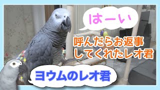 【ヨウムのレオ君】呼んだらお返事してくれたレオ君