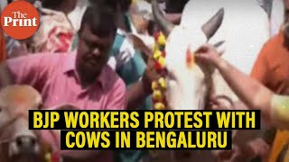 BJP workers protest with cows in Bengaluru over K'taka Minister K Venkatesh's comment on slaughter