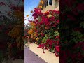 multicolor bougainvillea plant perennial plant gardeningideasforhome gardening