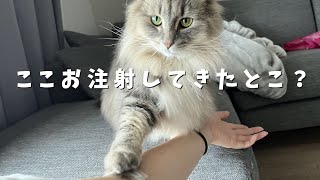 健康診断行ってきた飼い主と、モーニングルーティン崩された金沢弁をしゃべる猫