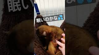 キンカジュー君　眠いのに家主に触られて手でブロックする #kinkajou #エキゾチックアニマル #キンカジュー #ペットのいる暮らし #shorts