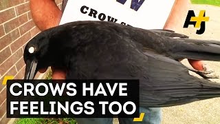 Crows Hold Funerals And Remember Enemies