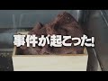 朝起きたらケージにリスの姿が見えない件【リチャードソンジリス】