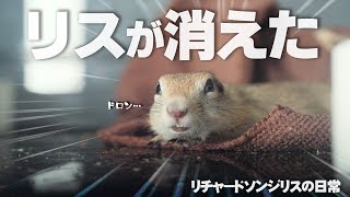 朝起きたらケージにリスの姿が見えない件【リチャードソンジリス】