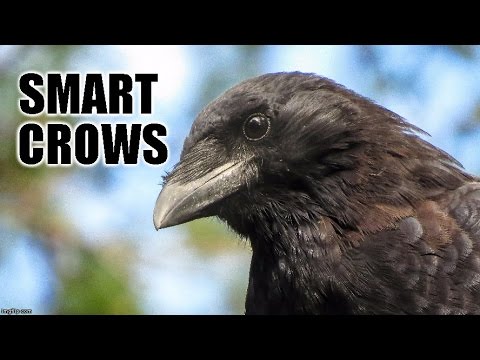 Smart Crows Youtube
