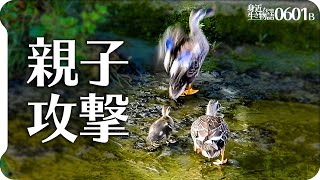 0601B【カルガモ親子連携】母鴨が母と子に襲われるカモの喧嘩。雛が減ったカルガモ引越しの翌日。鶴見川水系恩田川でコンデジ野鳥撮影　#身近な生き物語　#カルガモ親子　#野鳥