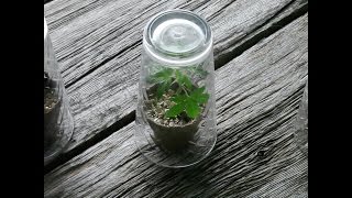 ROOTING A MARIJUANA CLONE IN VERMICULITE