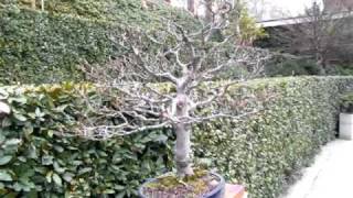 Bonsai Haya Fagus Sylvatica - www.GuiaJardines.com