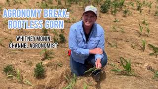 Agronomy Break: Rootless Corn