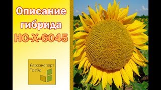 Подсолненик НС-Х-6045  🌻, описание гибрида 🌻 - семена в Украине