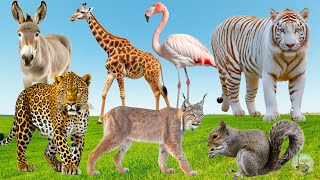 Farm Animal Moments: Swan, Baboon, Duckling, Okapi, Beaver, Kangaroo - Cute Little Animals