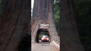 🌳📜 The Giant Sequoias: Tree with Ancient History #sequoia #gianttree