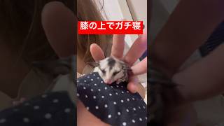 どこで寝てるの……#モモンガベビー #モモンガの赤ちゃん　#モモンガ