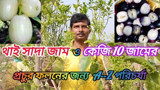 সাদা জাম ও কেজি10 জামের ফুল আনা পর্যন্ত সম্পুর্ন পরিচর্যা#Care of Thai white Jamun \u0026Thai King Jamun