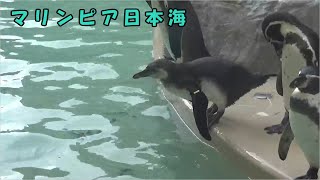 【マリンピア日本海】頑張ってエサを探す若いペンギン