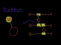 oligodendrocytes