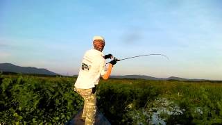 Big Snakehead !!! Wild Toman Fishing Thailand !!! Heavy Cover Terrains By BKKGUY