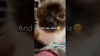 I just want to make you smile! #siamese #siamesecatlovers #cutepet #catlover