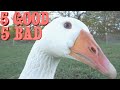 10 Things I've Learned Raising Geese