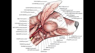 기본해부학 12주차 강의 동영상(4/4) : Cardiovascular system 2 - Brachiocephalic trunk 2 (자막완성)