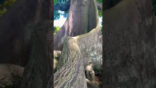 The OLDEST Kapok Tree in Palm Beach #4k #palmbeach