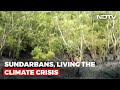 How Climate Change Is Affecting The Health Of Sundarbans? | Banega Swasth India