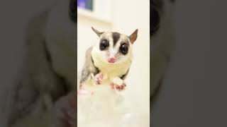 Sugar glider ASMR