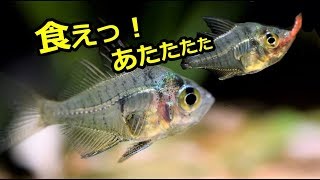 透明な魚！これしか食べない？グラスエンゼル！？