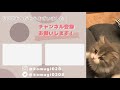 買って正解！大人気の猫おもちゃをレビューしてみた【猫壱 キャッチミーイフユーキャン2】