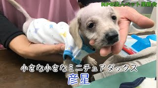 小さな小さなミニチュアダックス彦星