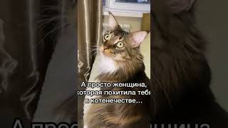 Ого! #shorts #cat #catvideos #cat_richard