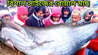 কত হাজার টাকায় বিশাল বড় সাইজের বোয়াল মাছ আইর মাছ নিলামে বিক্রি হল দেখুন। বিশাল বোয়াল মাছ।