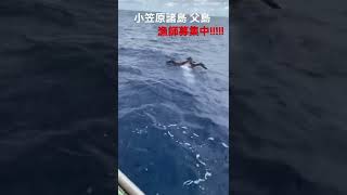 小笠原諸島 父島　漁師から送るクロアシアホウドリへの餌やり…