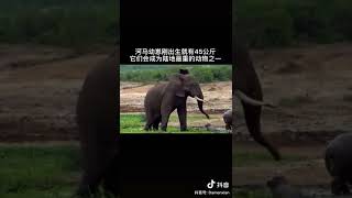 ［搞笑動物園］陸地上最重的動物　動物搞笑片段｜貓 小貓 狗 小狗 寵物 動物 有趣 可愛