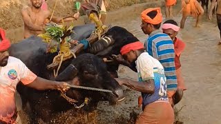 ಐತಿಹಾಸಿಕ ಮತ್ತು ಸಾಂಪ್ರದಾಯಿಕ ಕಂಬಳ , ವರಂಗ/ Historical and Traditional Kambala at Varanga