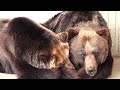 adorable brown bears cuddling in south korea cute