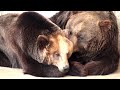 adorable brown bears cuddling in south korea cute