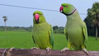 parrot sounds to make them happy