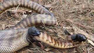 Snake Eating Another Snake Live #OnlyInAustralia