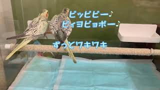 オカメインコの性別判断